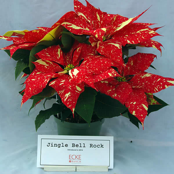 Related Keywords amp; Suggestions for jingle bell poinsettia colors
