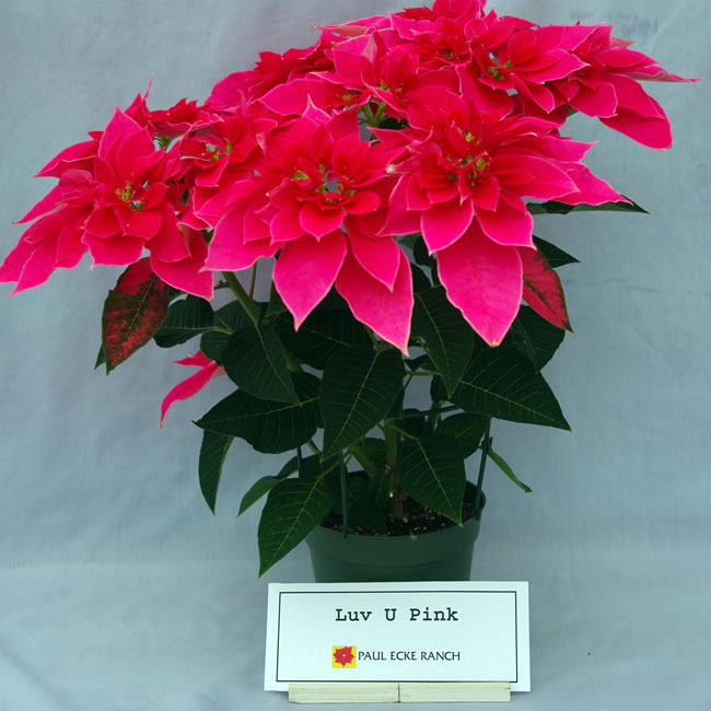 Related Keywords amp; Suggestions for luv u pink poinsettia