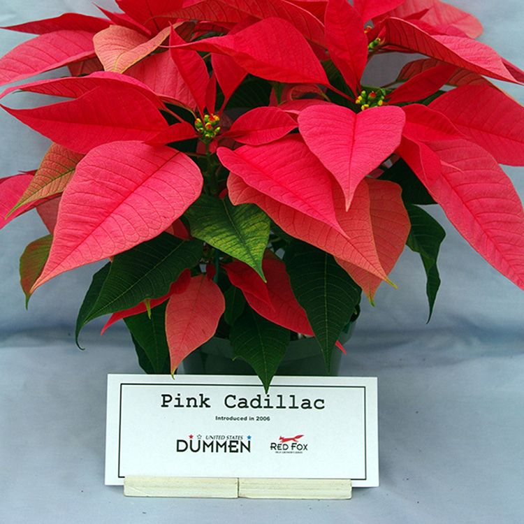 Crown of Thorns, Pink Cadillac - Campbell's Nursery
